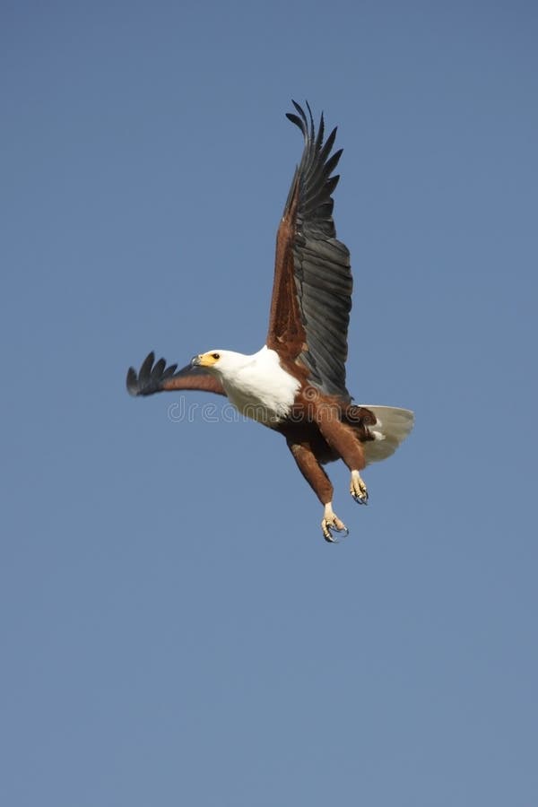 African Fish Eagle - Botswana royalty free stock image African Fish Eagle - Botswana royalty free stock image