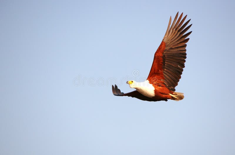 African Fish Eagle (Haliaeetus vocifer)