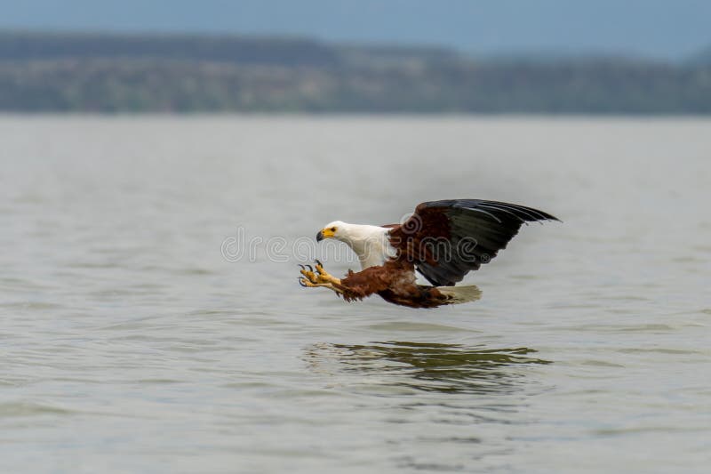 African Fish-eagle, Haliaeetus vocifer, brown bird with white head fly.