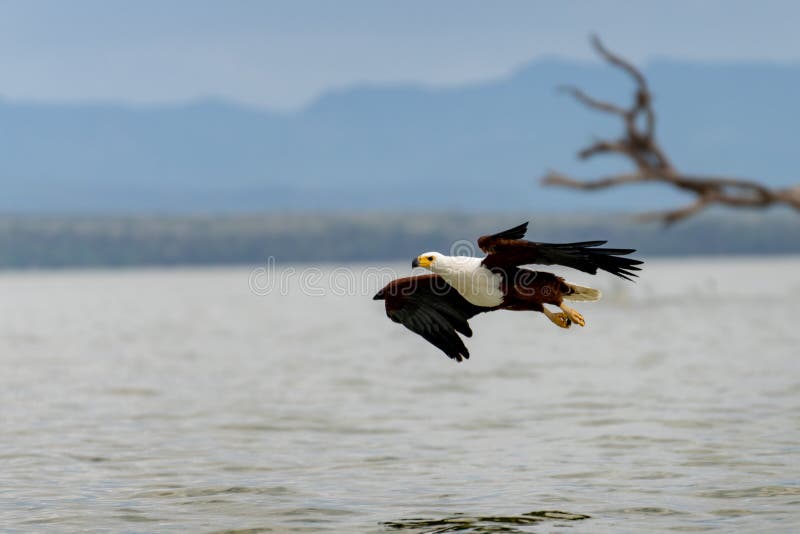 African Fish-eagle, Haliaeetus vocifer, brown bird with white head fly. Eagle flight above the lake water