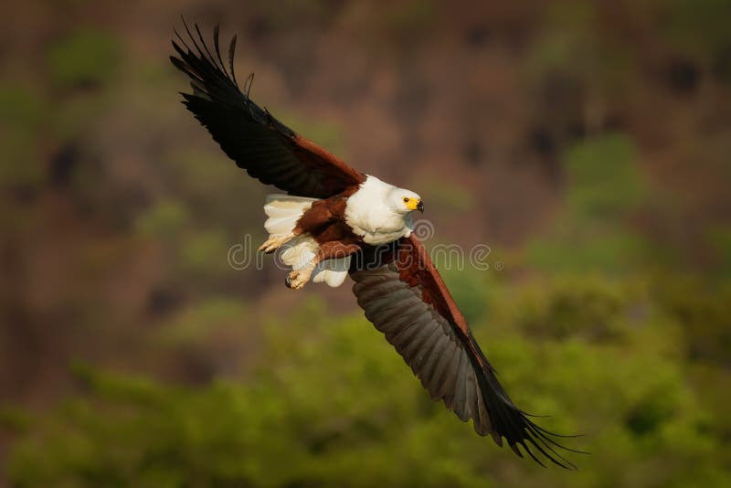 African Fish-eagle - Haliaeetus Vocifer Large Species of White and Brown  Eagle Found Throughout Sub-Saharan Africa, National Bird Stock Photo -  Image of botswana, fauna: 162307456