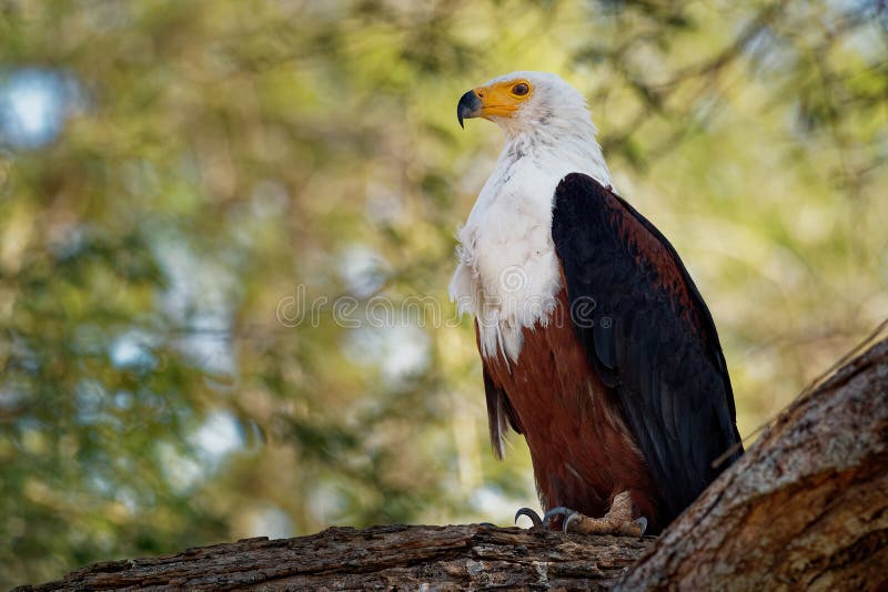 African Fish-eagle - Haliaeetus vocifer  large species of white and brown eagle found throughout sub-Saharan Africa, national bird