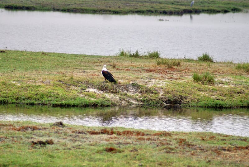African fish eagle on the river bank in Botswana. African fish eagle - Haliaeetus vocifer - on the bank of the Chobe River in Chobe National Park, Botswana stock images African fish eagle on the river bank in Botswana. African fish eagle - Haliaeetus vocifer - on the bank of the Chobe River in Chobe National Park, Botswana stock images