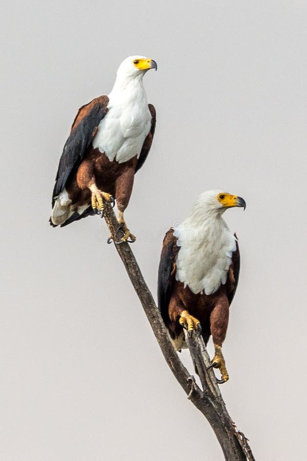 African fish eagle royalty free stock photo African fish eagle royalty free stock photo