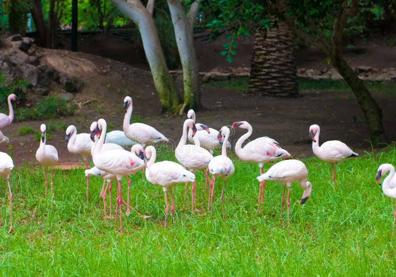 African flamingos stock images African flamingos stock images