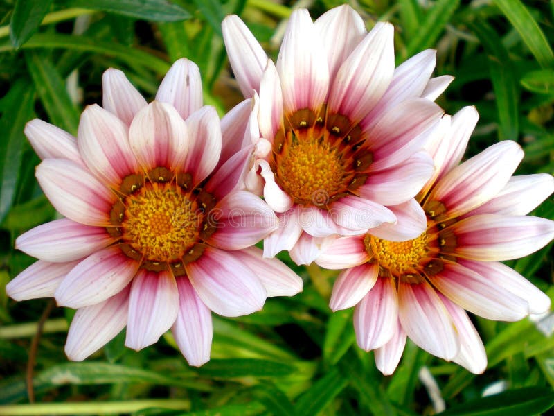 Tres hermoso vistoso indígena sur flores floreciente en jardín afuera en sur.