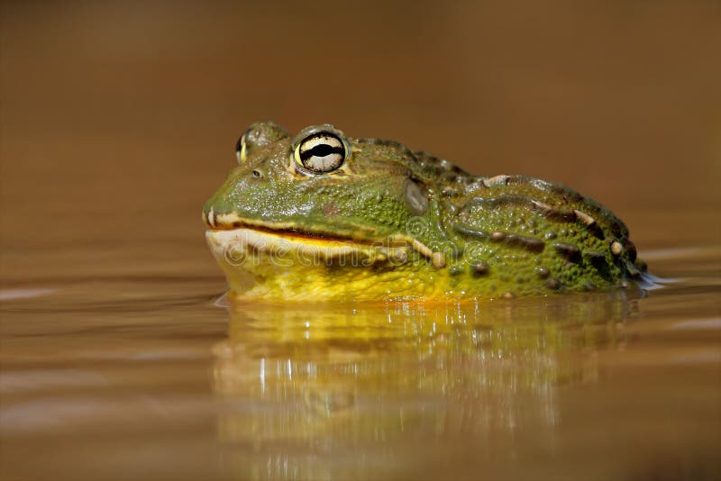 African giant bullfrog