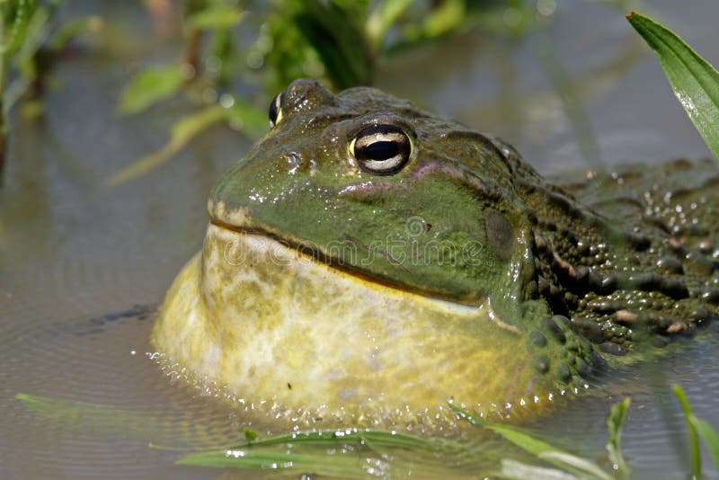 African giant bullfrog