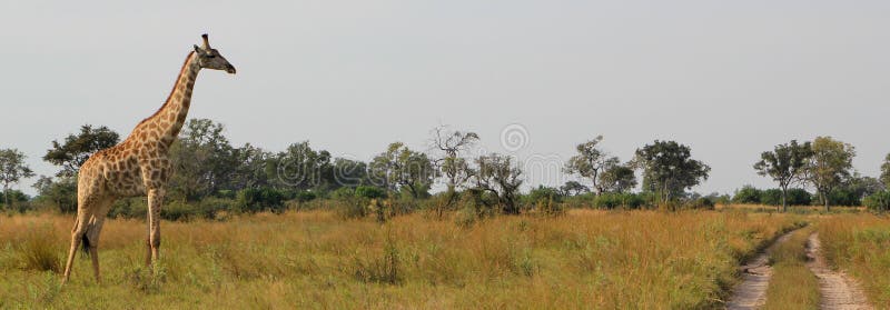 African Giraffe