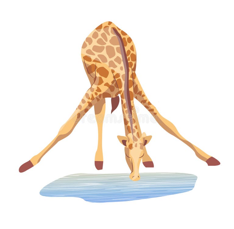 Giraffe Drink Water Stock Illustrations β 88 Giraffe Drink Water Stock