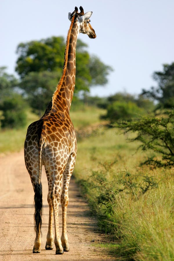 African Giraffes