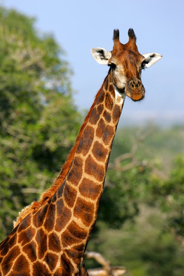 African Giraffes