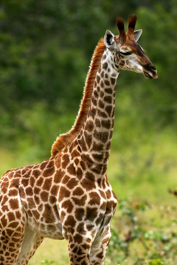 African Giraffes