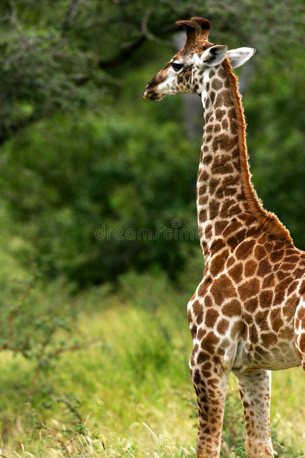 African Giraffes