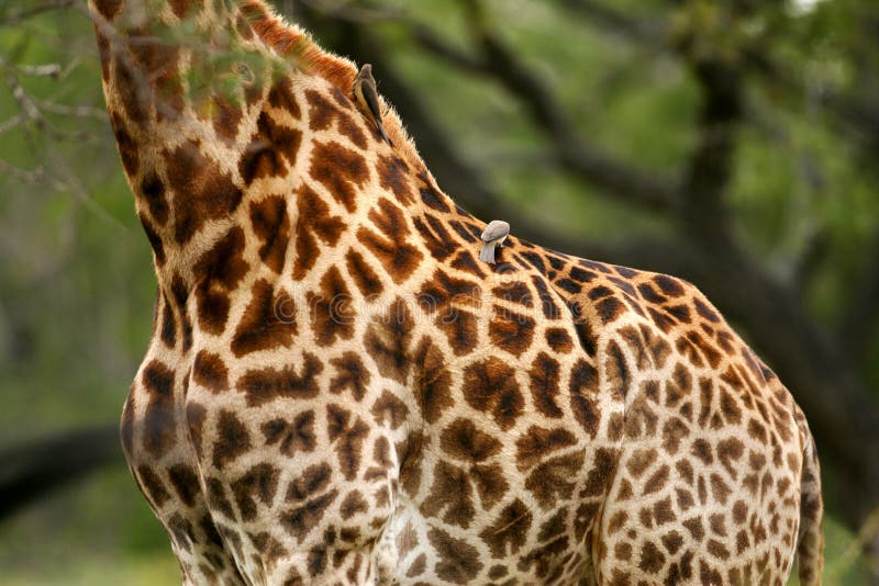 African Giraffes