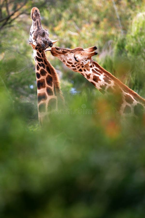 African Giraffes