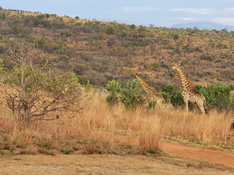 African Giraffes Taking a Walk Stock Photo - Image of wilderness, walk