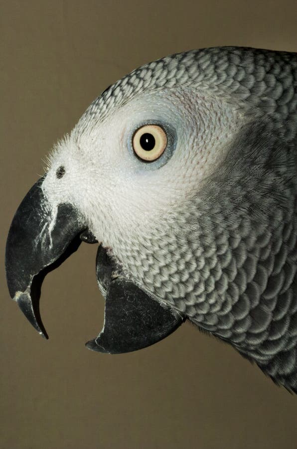 Close-up portrait of African gray parrot with beak open and talking. Close-up portrait of African gray parrot with beak open and talking.
