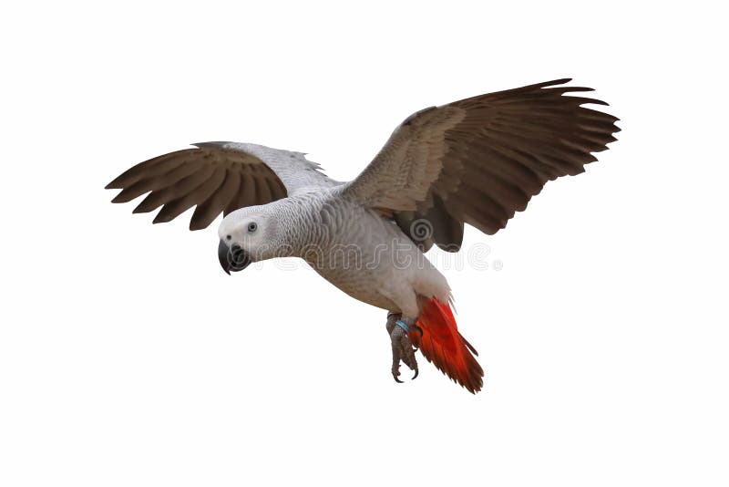 Gray Parrot Flying Photos - Free & Royalty-Free Stock Photos from Dreamstime