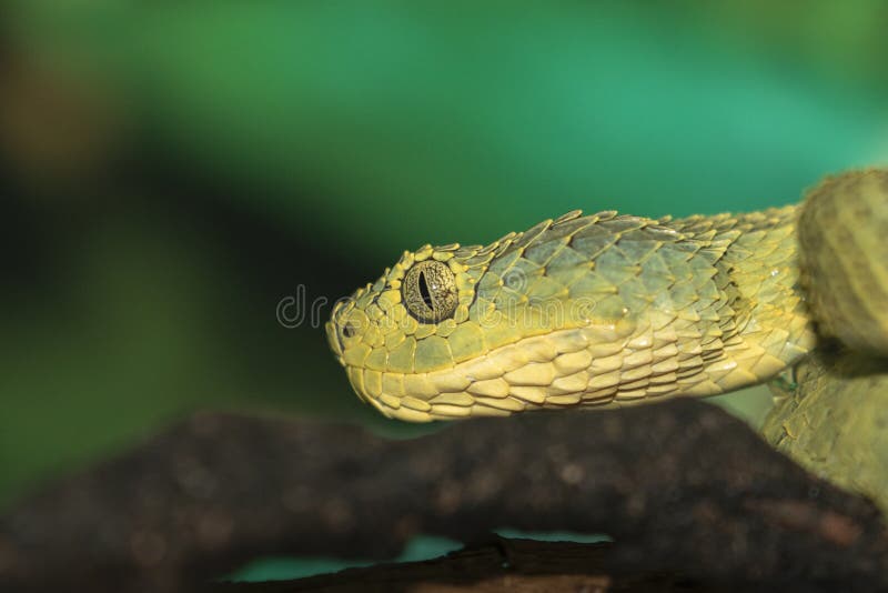 CalPhotos: Atheris squamigera; Green Bush Viper