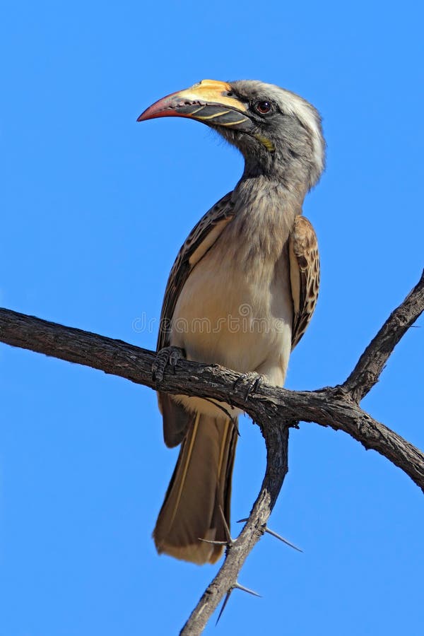 African Grey Hornbill, Tockus nasutus, portrait of grey and black bird with big yellow bill, sitting on the branch wit blue sky