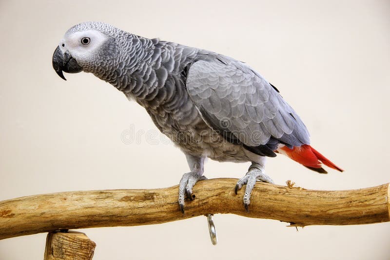 African Grey Parrot royalty free stock photography