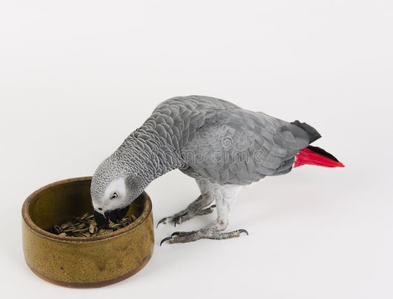 African Grey Parrot royalty free stock image