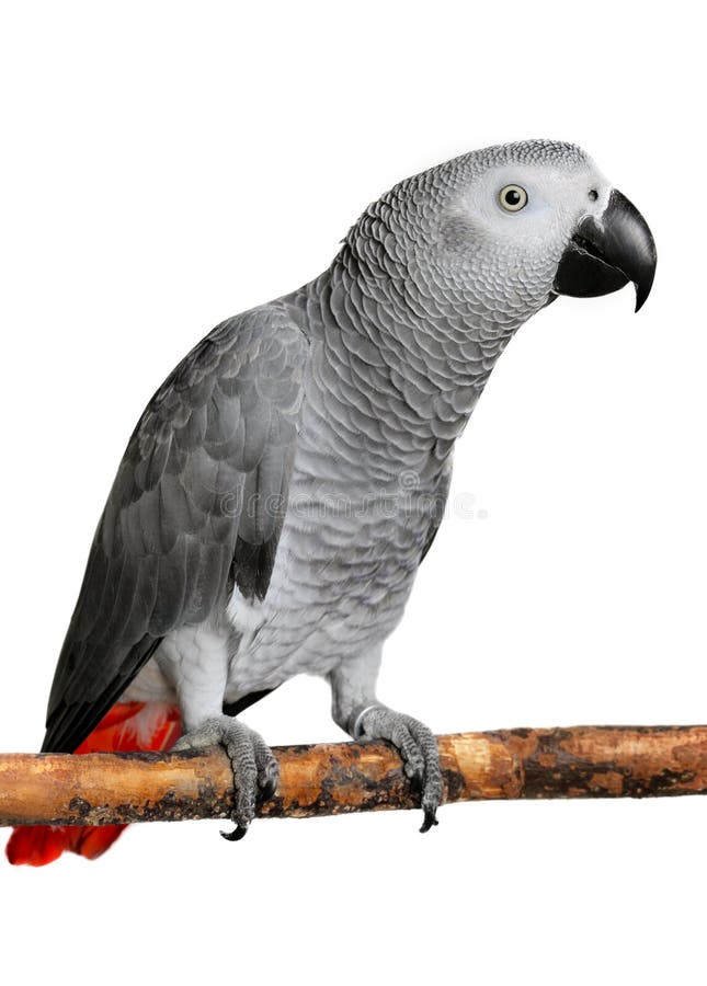 36+ African grey parrot Free Stock Photos StockFreeImages