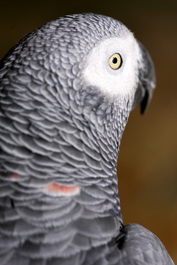 African Grey Parrot Picture. Image 3991167
