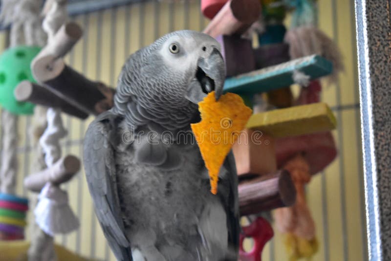 african grey bite