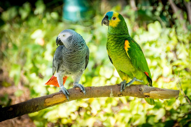 African Grey Parrot and Bluefronted Amazon Stock Image Image of