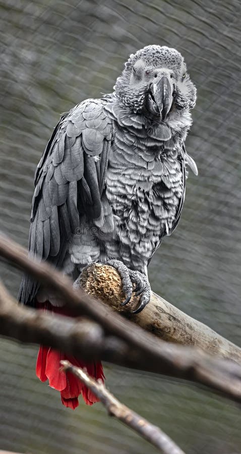 African grey parrot on the branch 5