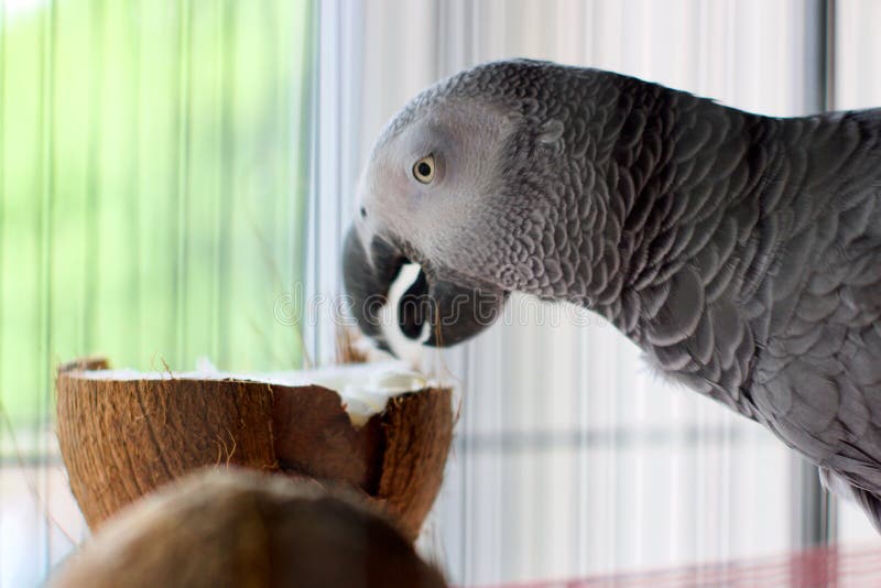 African Grey Parrot in Cage Stock Image Image of african, parrot