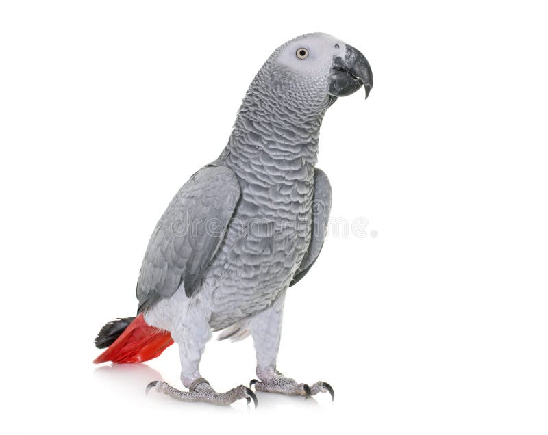 African grey parrot royalty free stock image