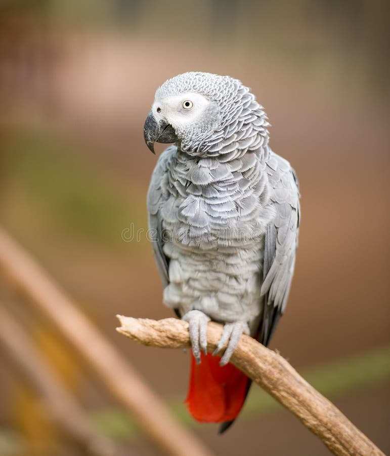 African grey parrot sitting on tree branch stock image