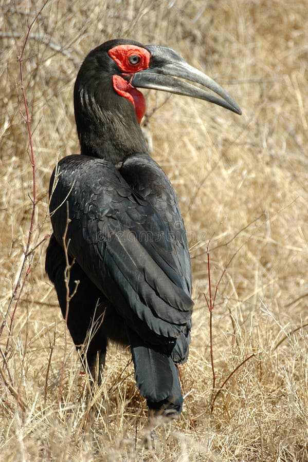 African Ground Hornbill stock image