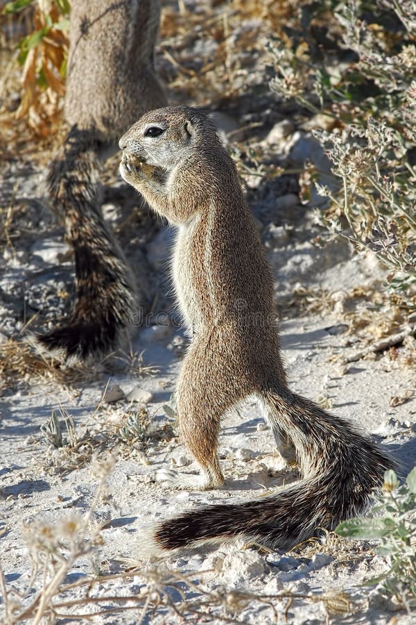 African ground squirrel stock photography