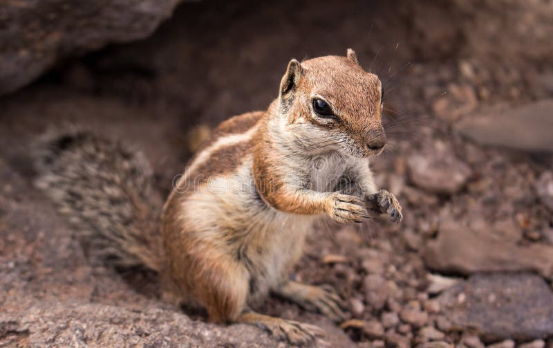 African ground squirrel royalty free stock photo