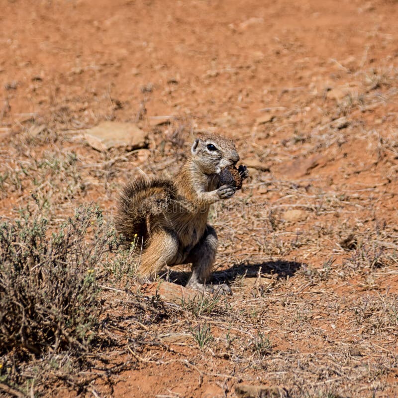 African Ground Squirrel stock photography