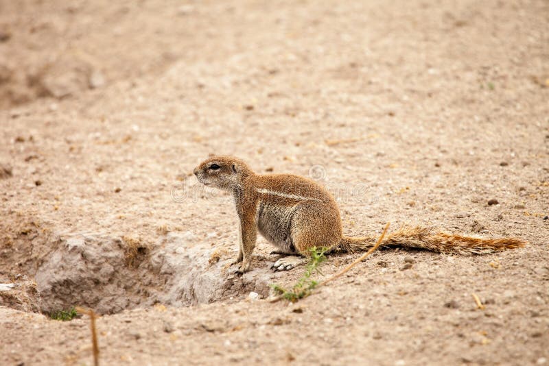 African ground squirrel royalty free stock image