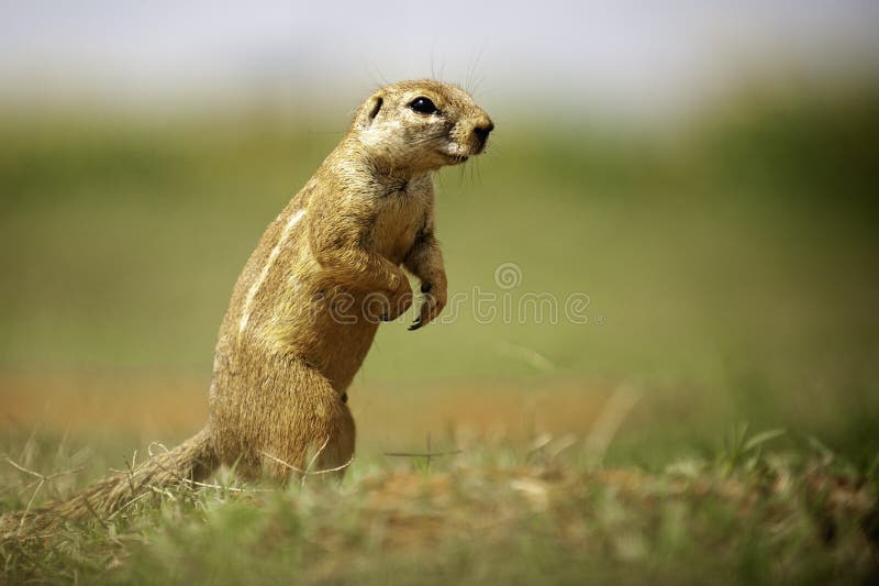 African Ground Squirrel, up close, blurred background royalty free stock images