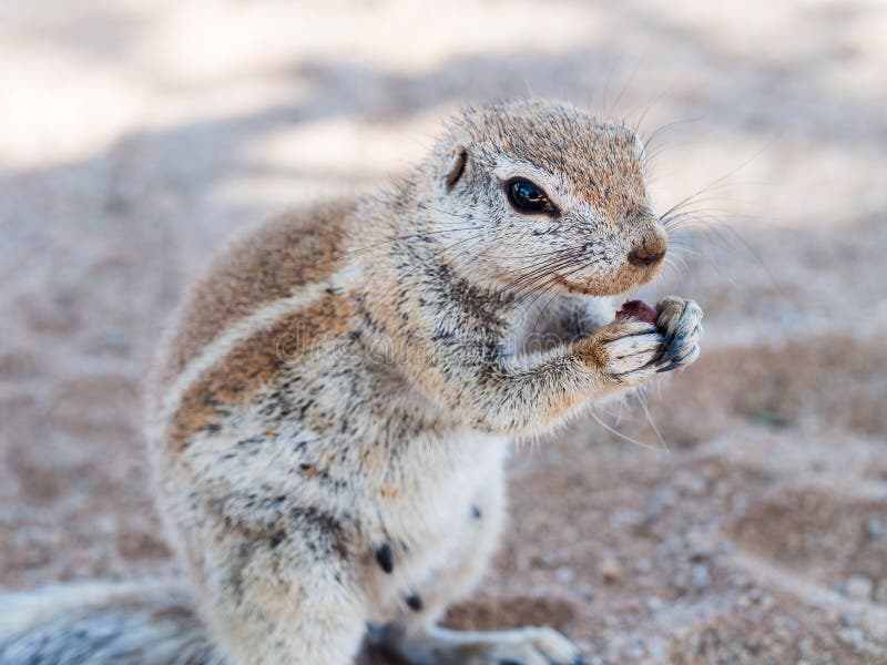 African ground squirrel royalty free stock photography