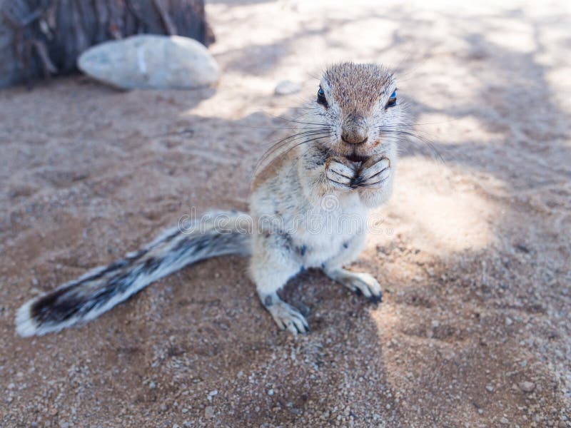 African ground squirrel stock photos