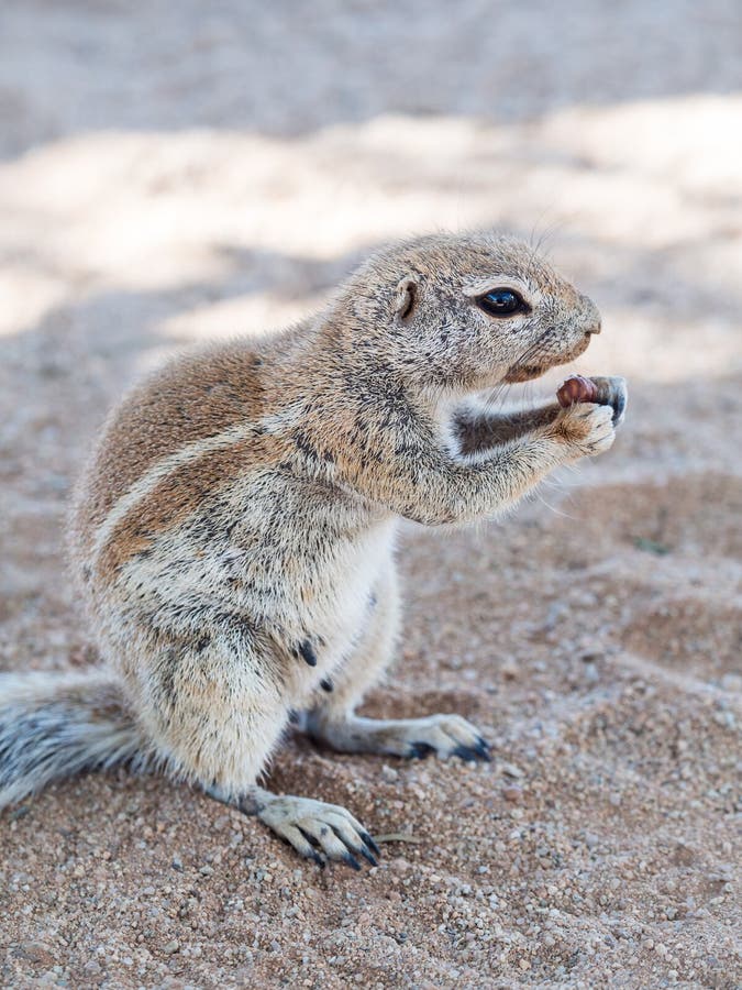 African ground squirrel royalty free stock image