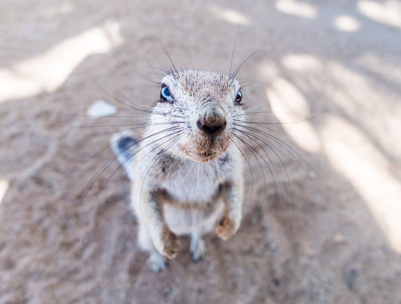 African ground squirrel royalty free stock photo