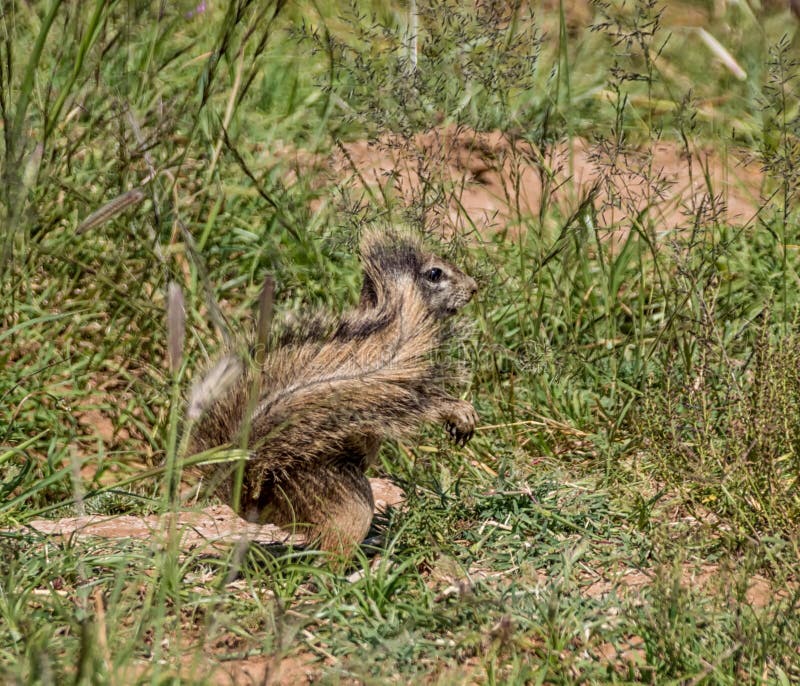 African Ground Squirrel royalty free stock images