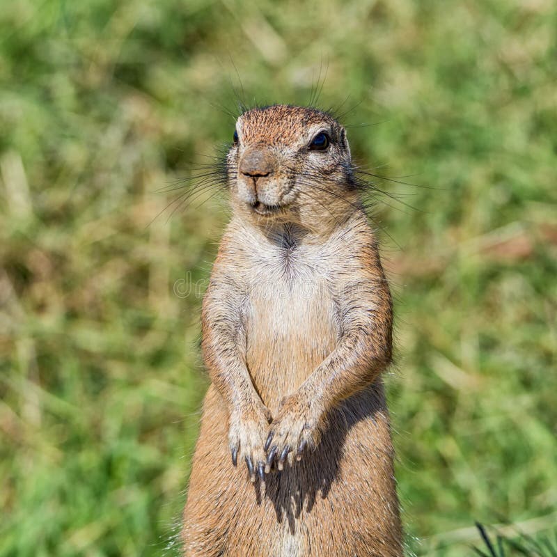 African Ground Squirrel stock photos