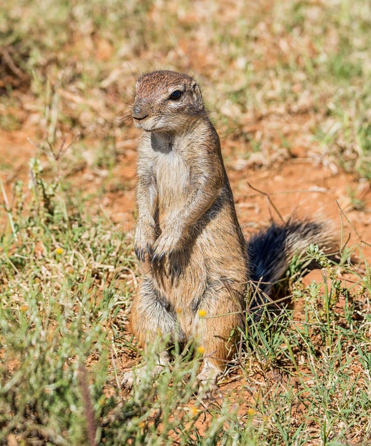 African Ground Squirrel stock photos