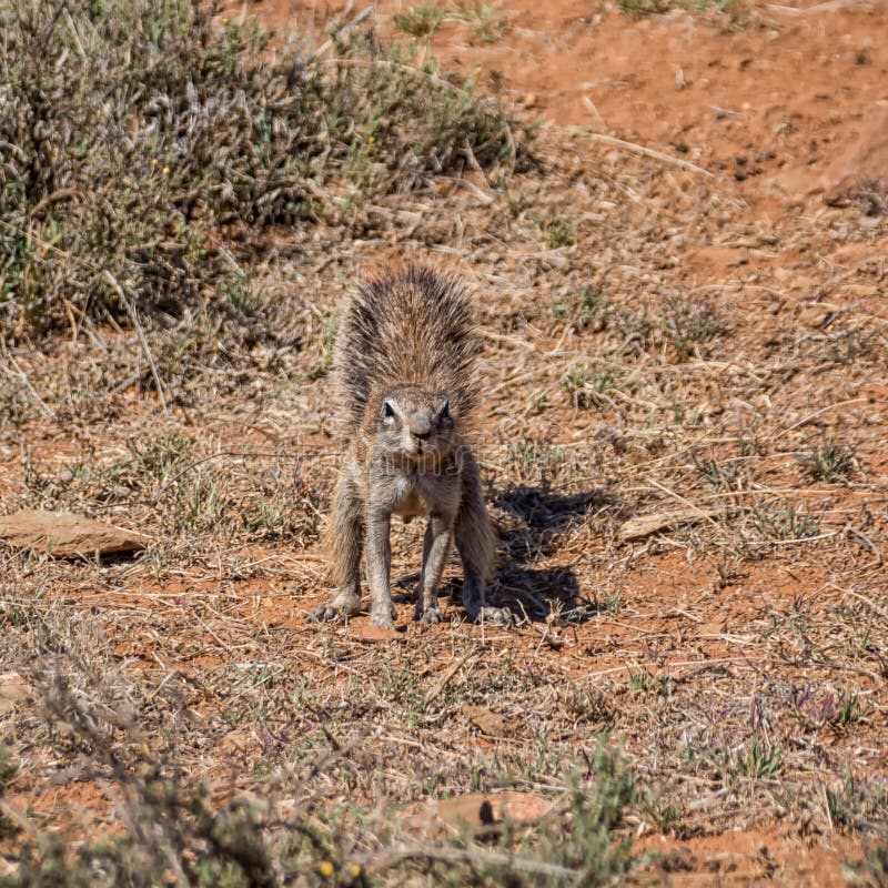 African Ground Squirrel royalty free stock photos