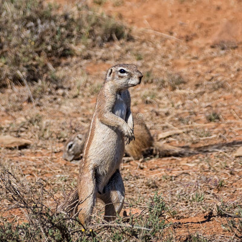 African Ground Squirrel royalty free stock images